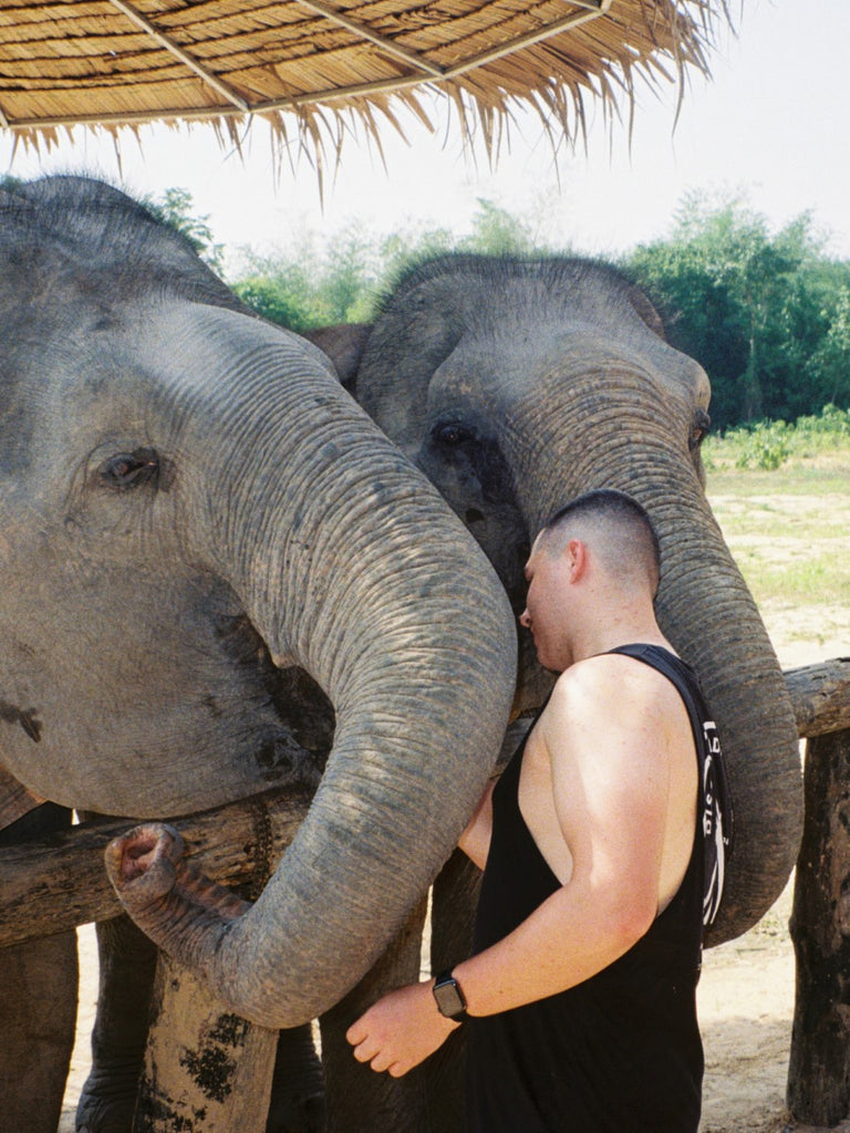 A man feeding two elephants
