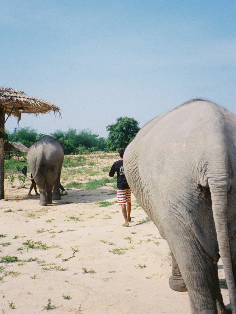 A man walking with two elephants
