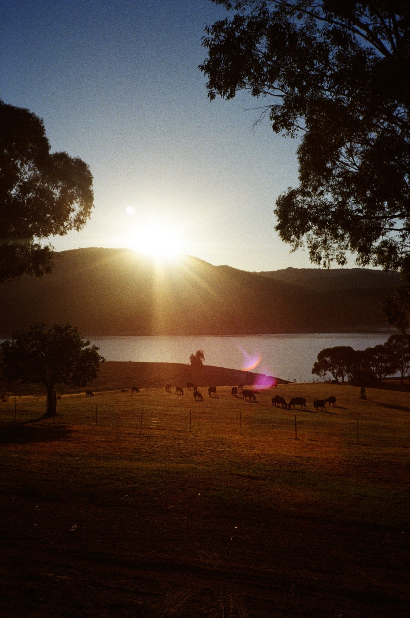 Sun setting behind a large tree with a clear blue sky