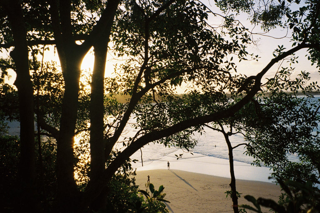 Sunset at a beach with trees and people in the foreground