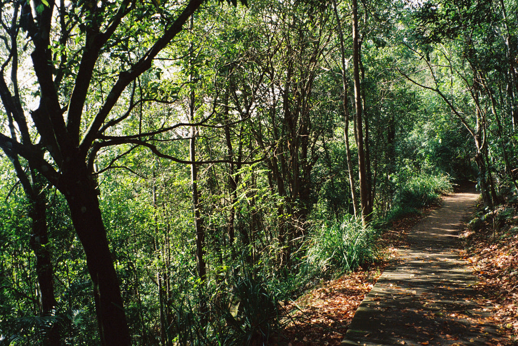 A walking trail through a nature park