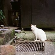 Minolta Capios 115S 35mm Point-and-Shoot Film Camera