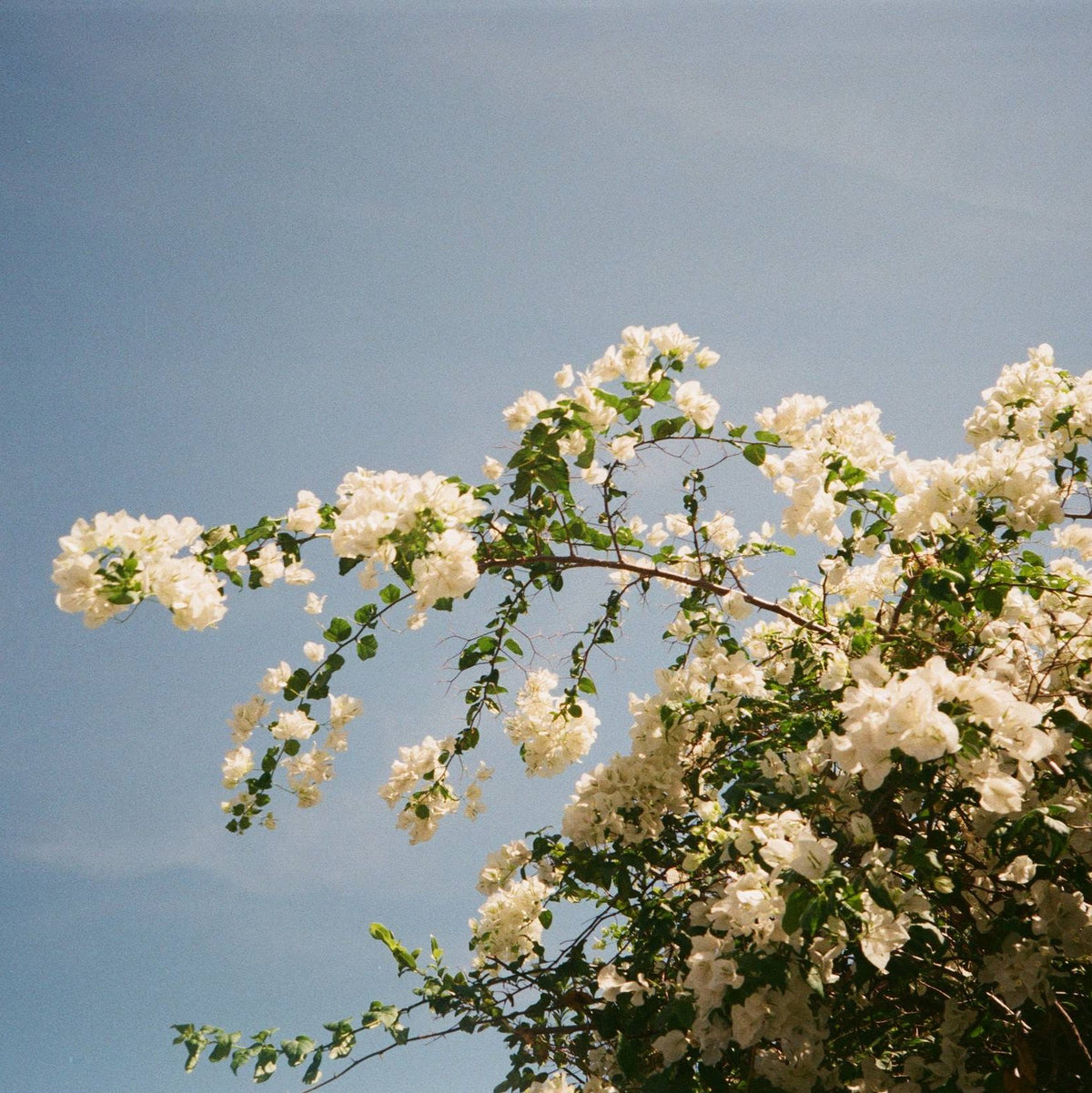 Sample photo taken with the Olympus MJU I Panorama 35mm film camera.
