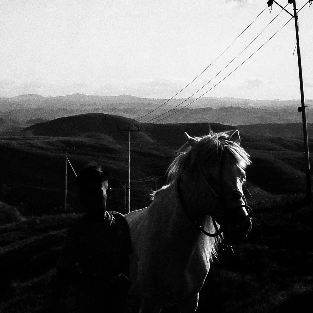 Horse standing on a hill with power lines and landscape in the background